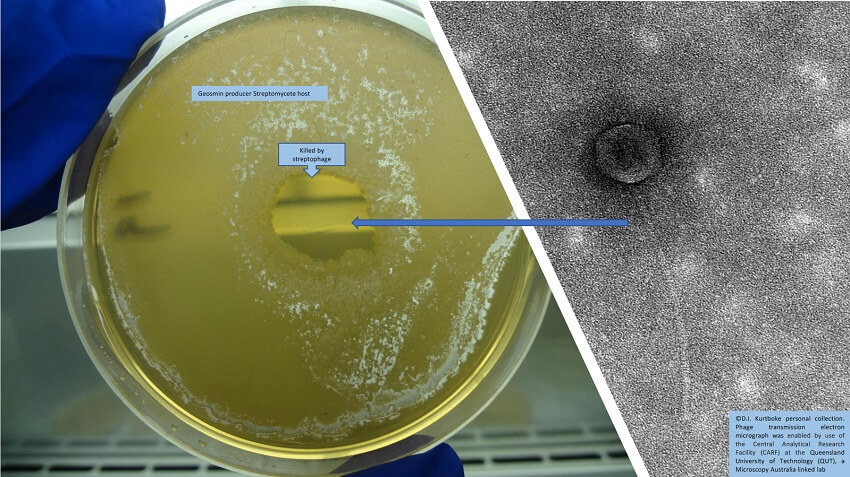 Yellow agar plate with clear patch in the centre being held up in a lab, next to electron micrograph scan