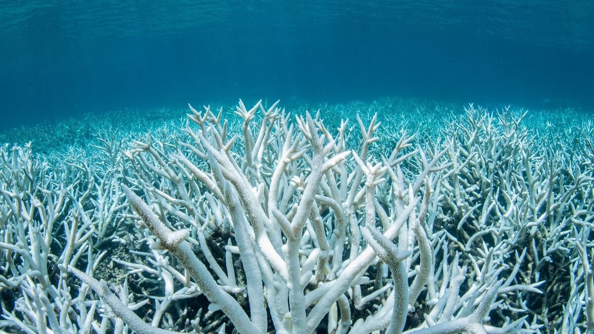 A field of stag-horn coral bleached white on the Great Barrier Reef.