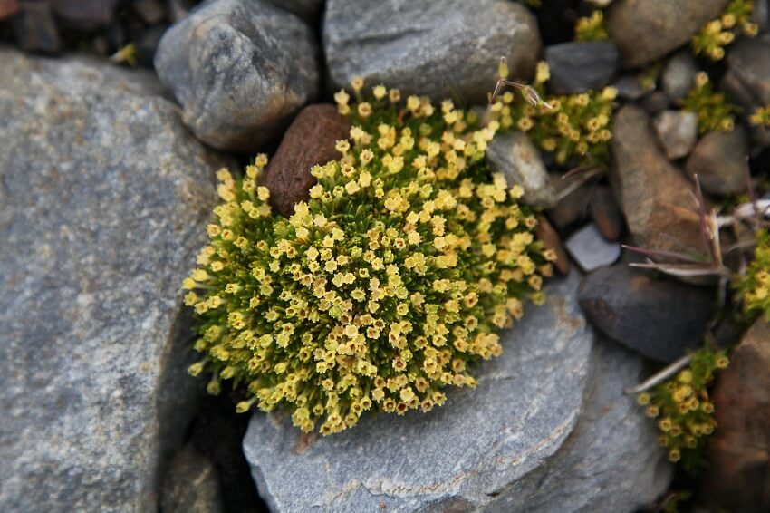 The yellow flowers of the antarctic pearlwort, growing between rocks.
