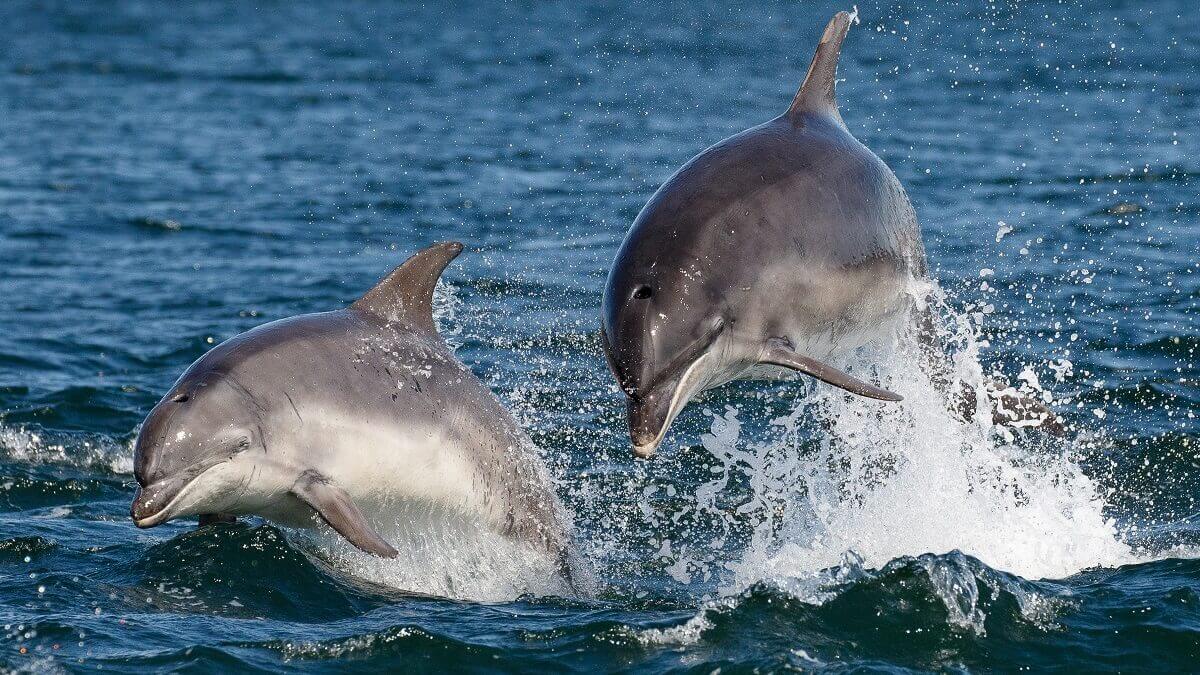 Two bottlenose dolphins breaching in blue water