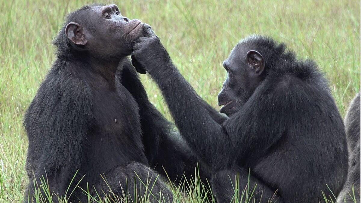 One chimpanzee touches a wound on another's face