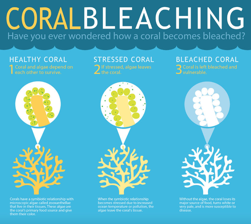 Coral bleaching infographic.