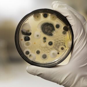 Fungus cultured on a petri dish