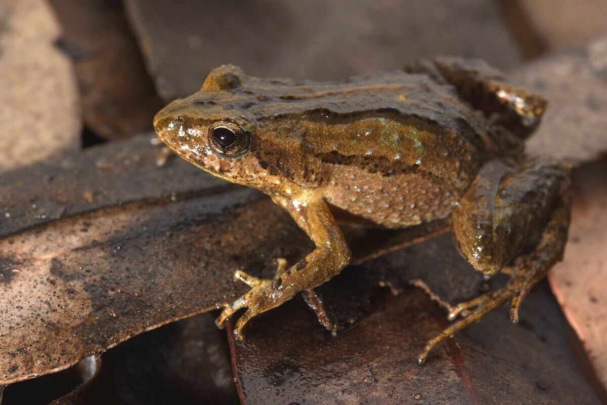 Damp frog clinging to leaf