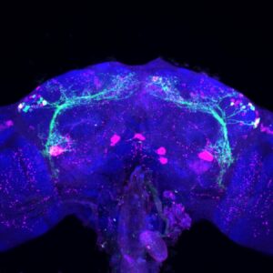 Dorsal neurons green express astc peptide magenta in the female fly brain. Credit matthew meiselman 850