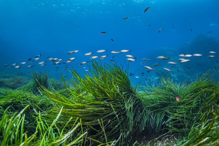 Seagrasses and fish in the ocean