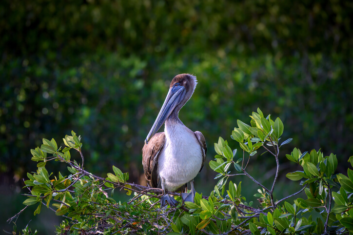 A juvenile pelican sitting on mangroves