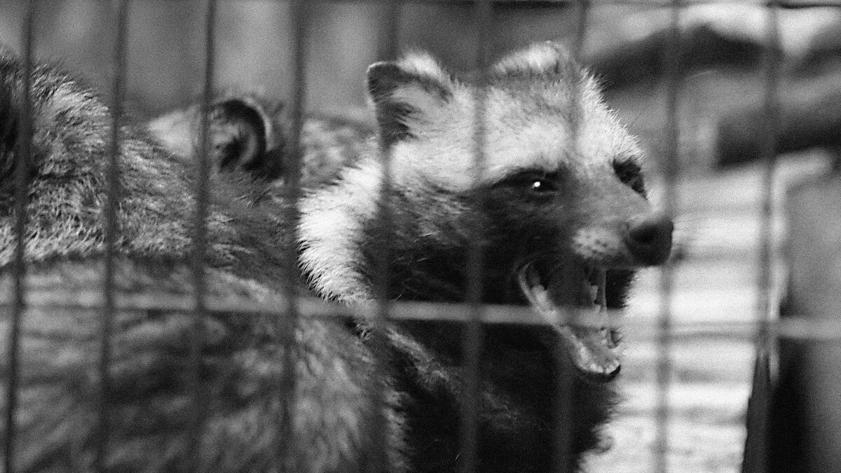 Two racoon dogs in a cage.