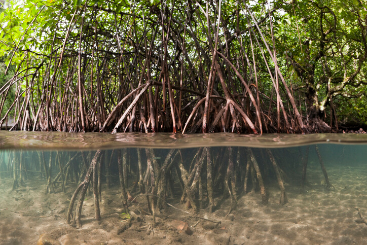 Mangroves showing roots above and underwater