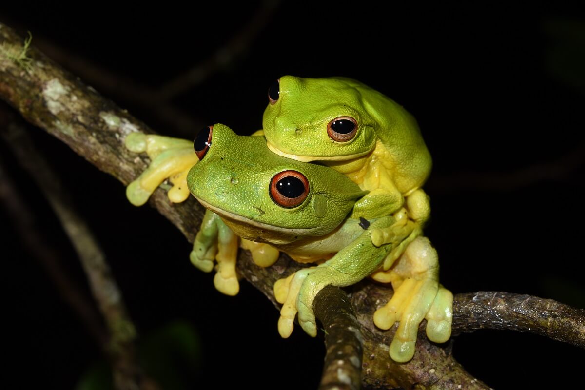 Two frogs on top of each other on a tree branch