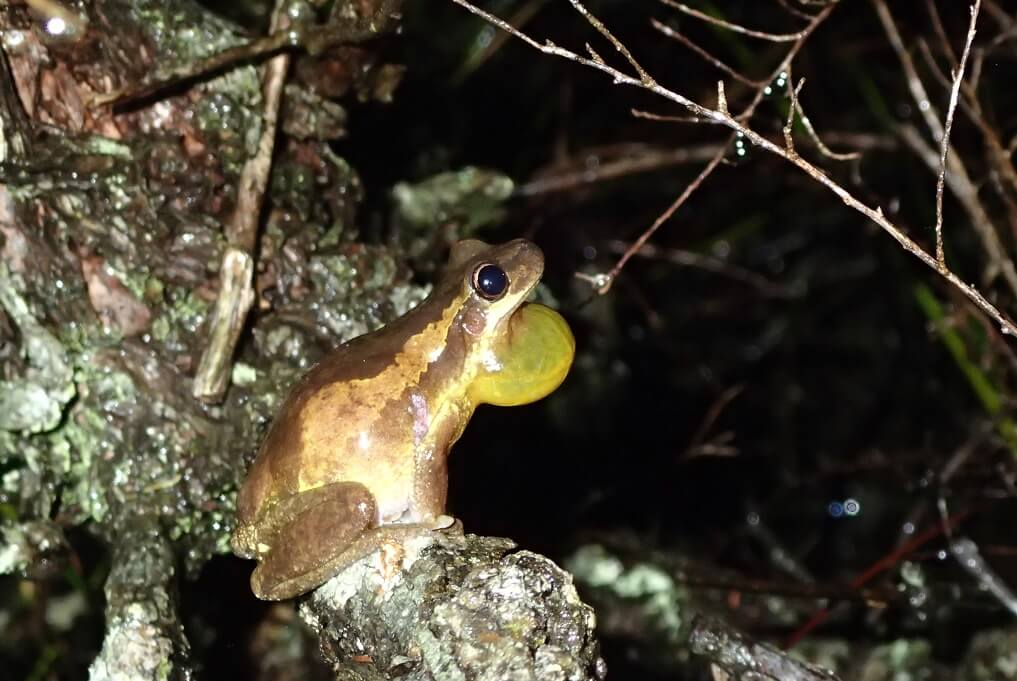 Frog in dark forest with bulge under its neck