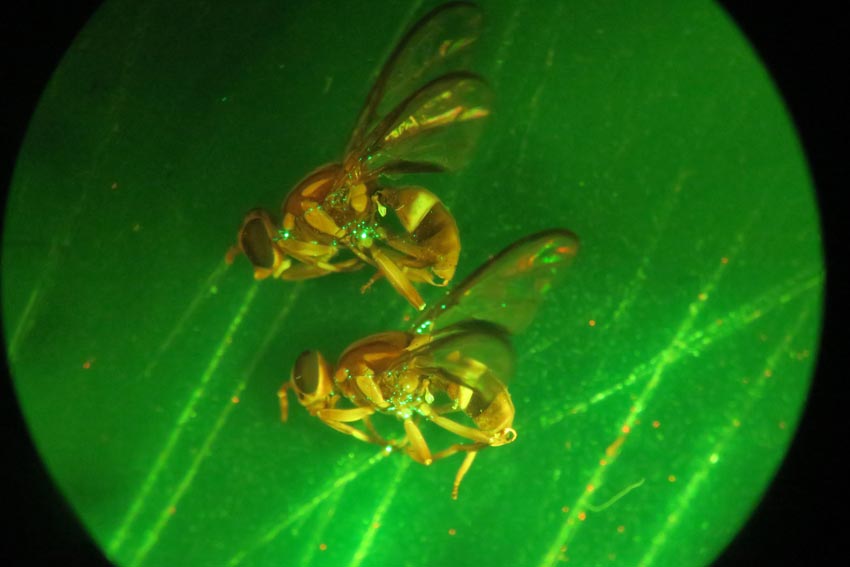 Two queensland fruit fly under a microscope