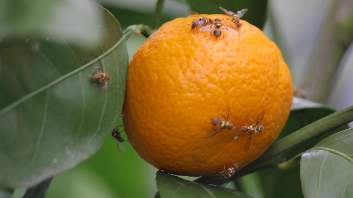 queensland fruit fly on a citrus fruit