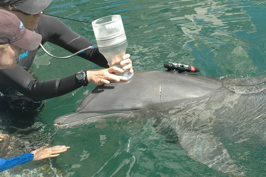 A bottlenose dolphin with a pneumotachometer placed over it's blowhole by two researchers.