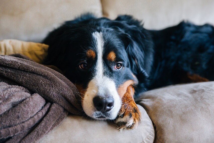 A sad looking bernese mountain dog lies on a couch