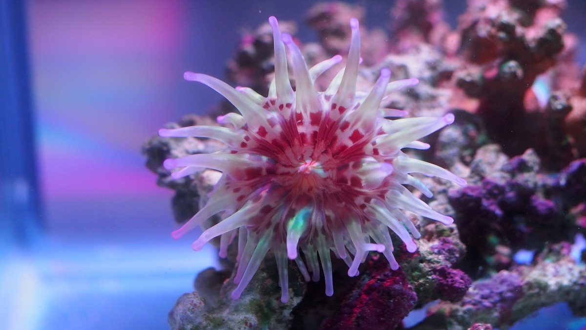 A Telmatactis stephensoni anemone on coral.