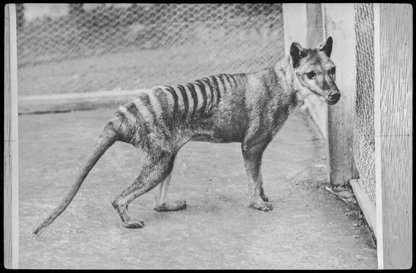 Thylacine. Credit ben sheppard 850 2