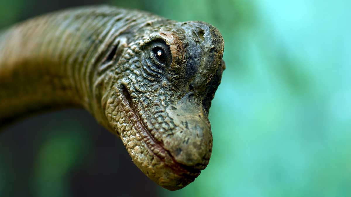 a closeup of a model sauropod's head smiling at the camera