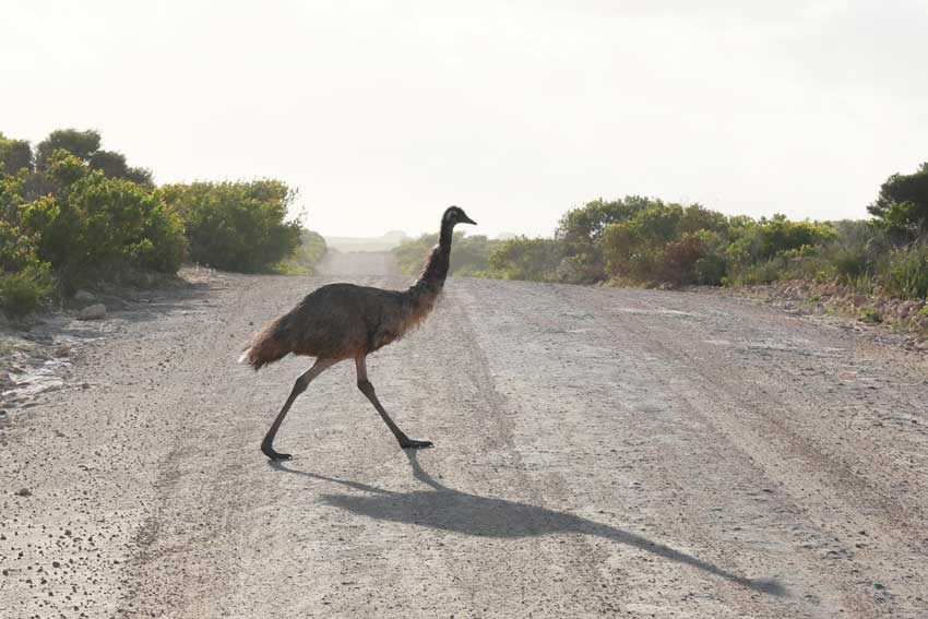 An emu crossing a road in outback australia