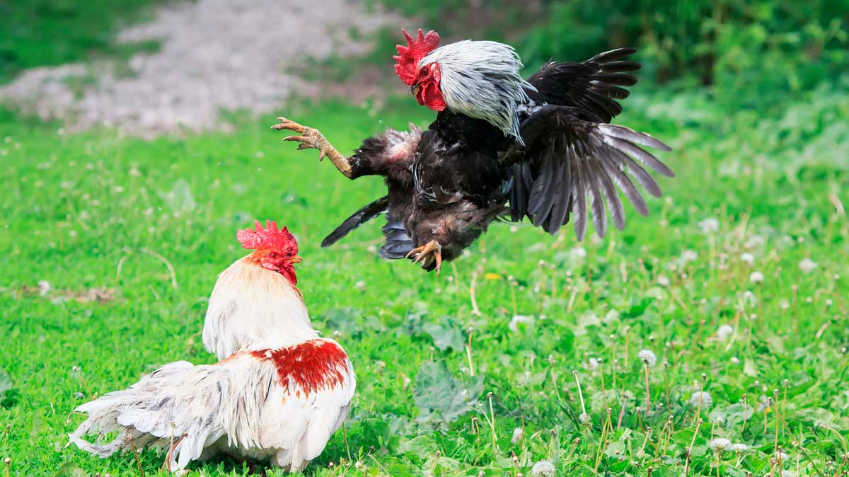 two roosters fighting fight or flight concept