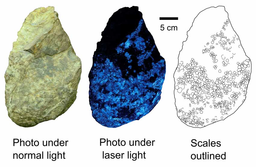 Figure showing dinosaur skin scales visible under laser light