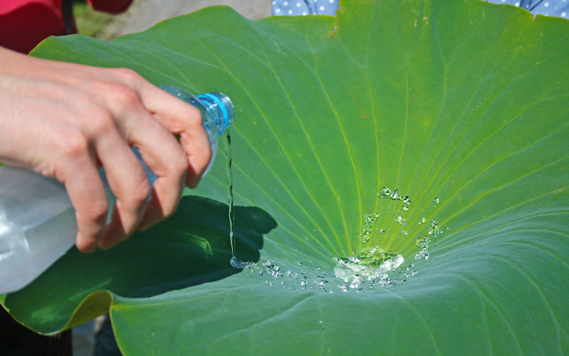 Lotus leaf water