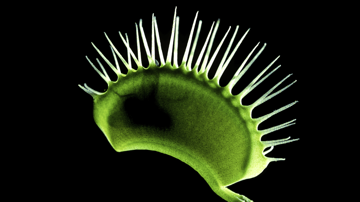 a closed venus flytrap plant similar to that controlled by an artificial neuron in this story