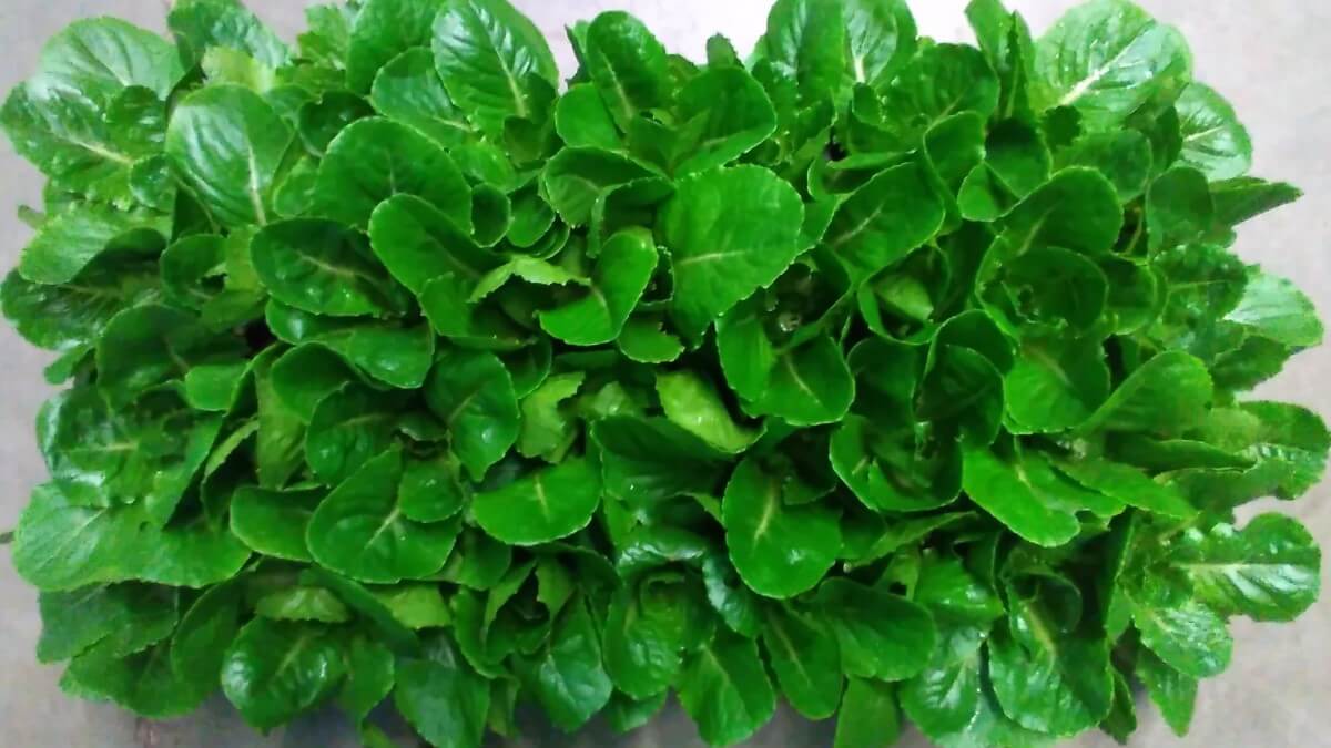 leafy green lettuce