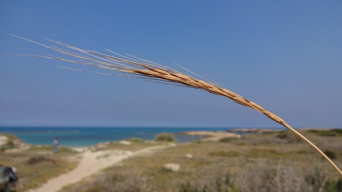 stem of grass against a coastal background