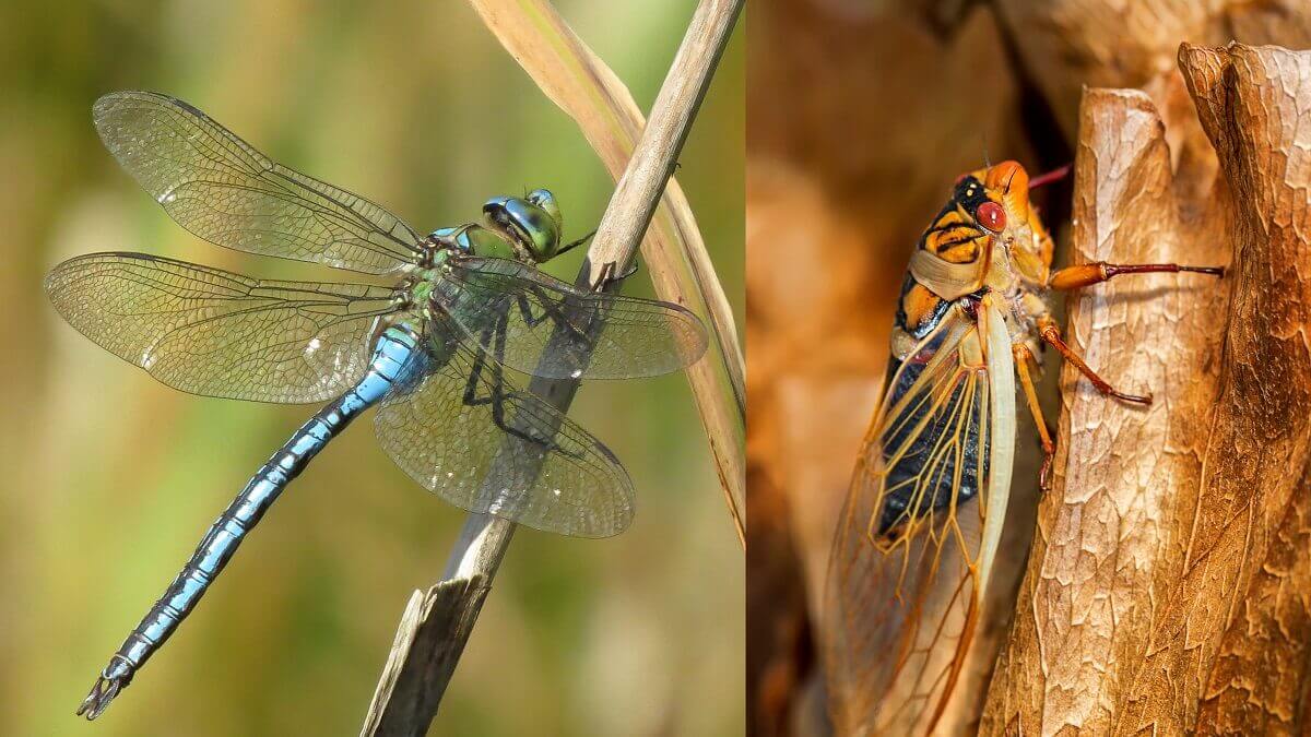photo of a dragonfly and a cicada each resting on a leaf