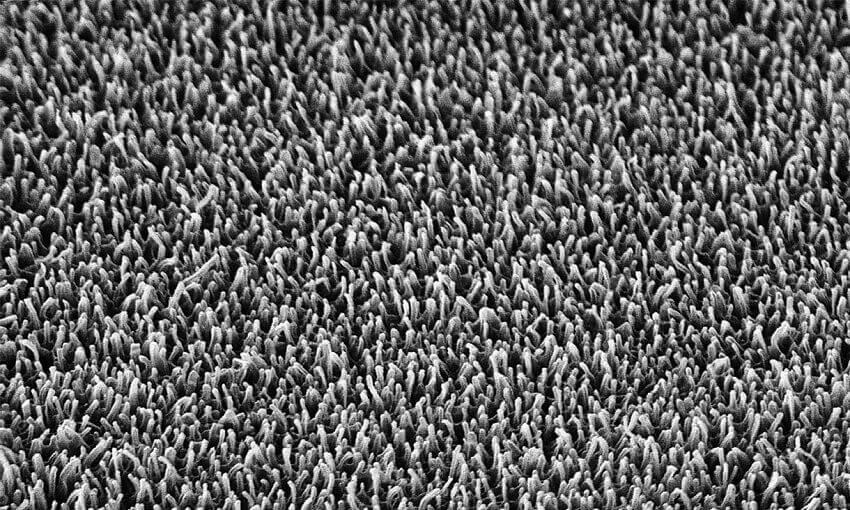 Grayscale picture of hundreds of tiny worm-like pillars