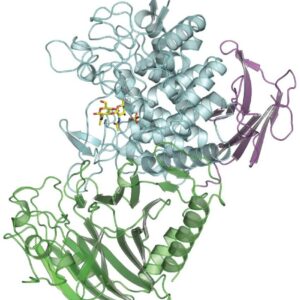A bacterial enzyme crystal structure shown here makes a new type of biodegradable polymer acholetin which might someday find use in drug delivery tissue engineering or other appl