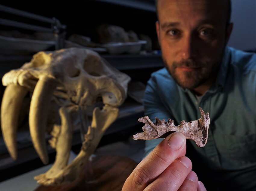 Sabre-toothed mammal. Dr ashley poust holds the jaw fossil in front of a smilodon skull.