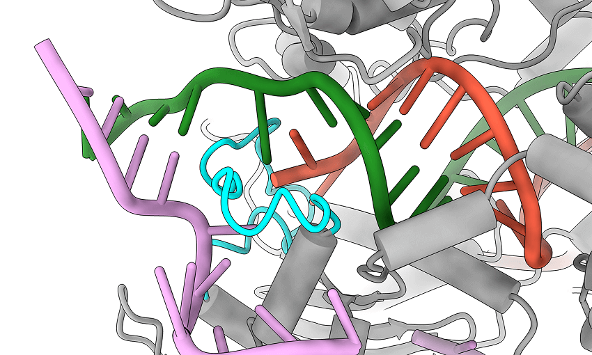Computer generated image of the cas9 protein structure as it encounters a mismatched sequence of dna