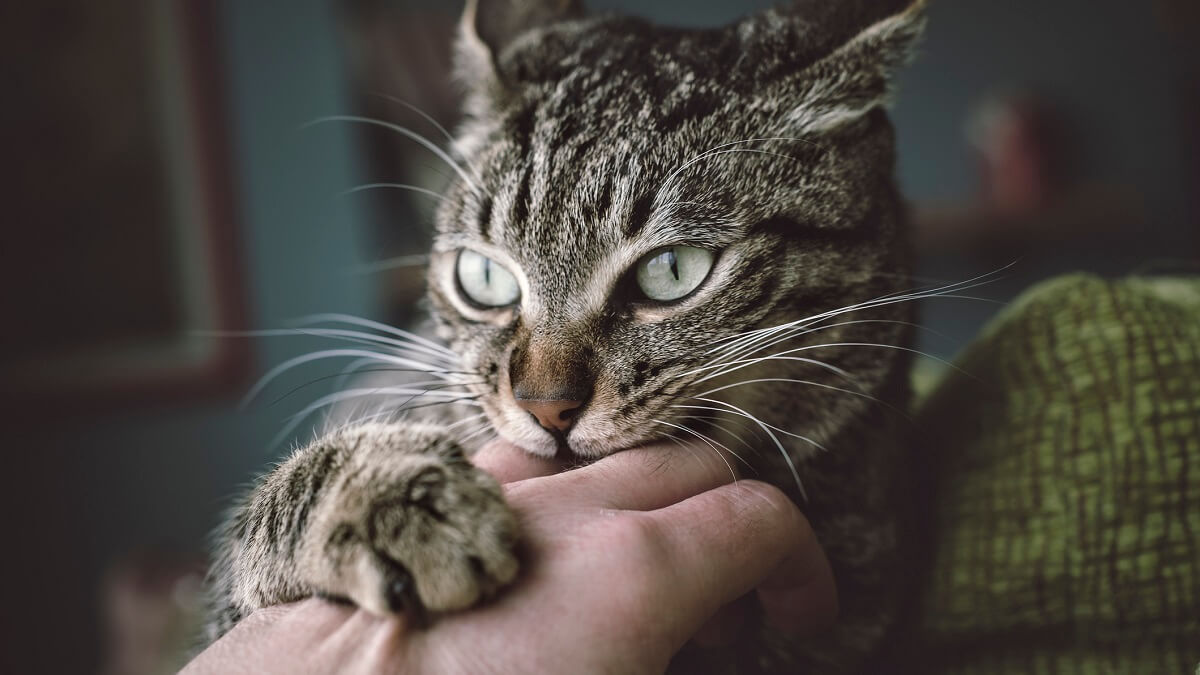 Cat biting a hand