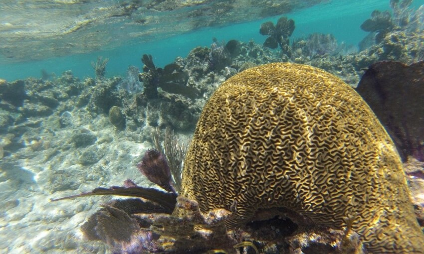 A coral colony effected by climate change