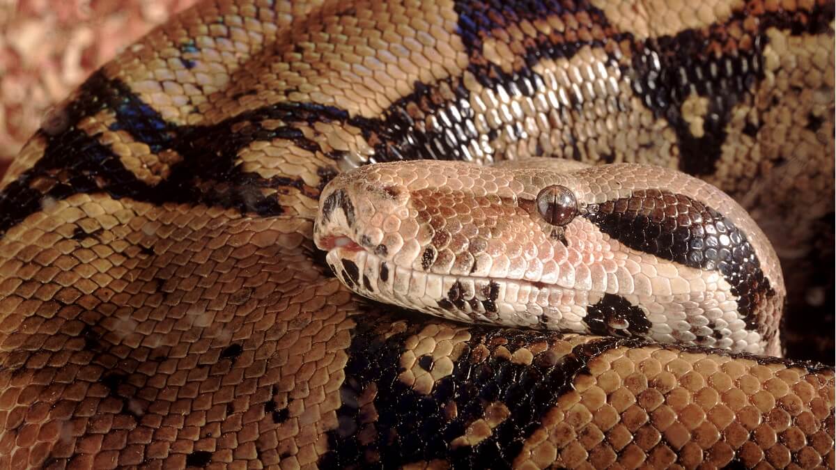 Learn More about Boa Constrictors