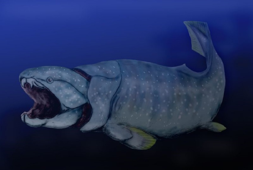 A drawing of dunkleosteus – one of the animals involved in the research.
