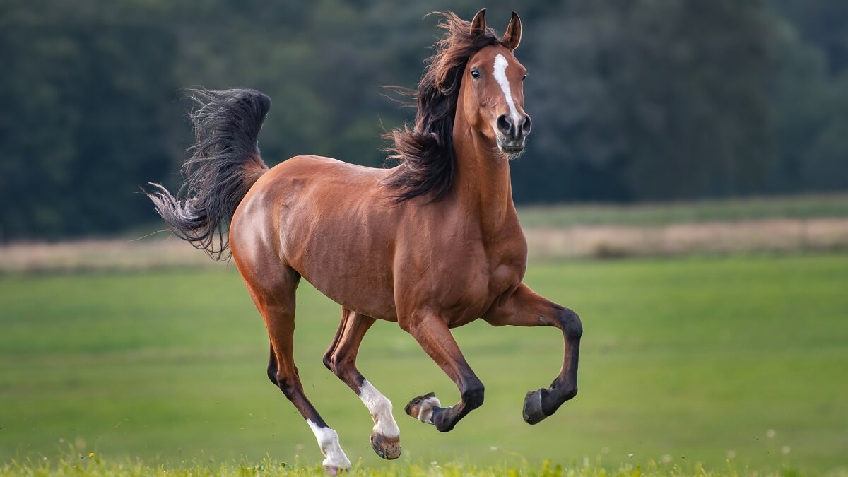 Horse Running On Land. Petra Tanzer EyeEm 1200 