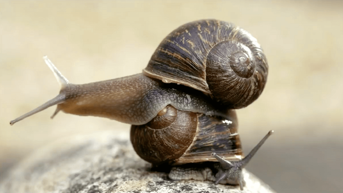 Is there asymmetry in nature? The common garden snail is one example.