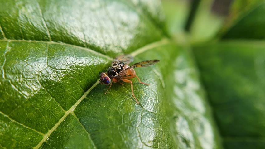 A mediterranean fruit fly on a leaf