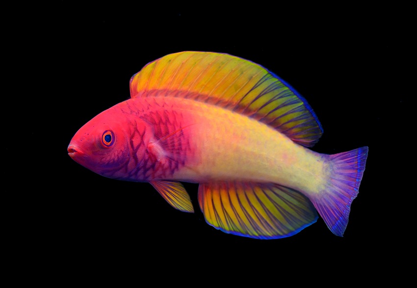 This new to science rose veiled fairy wrasse is the first maldivian fish to ever be described by a local researcher. © yi kai tea 850