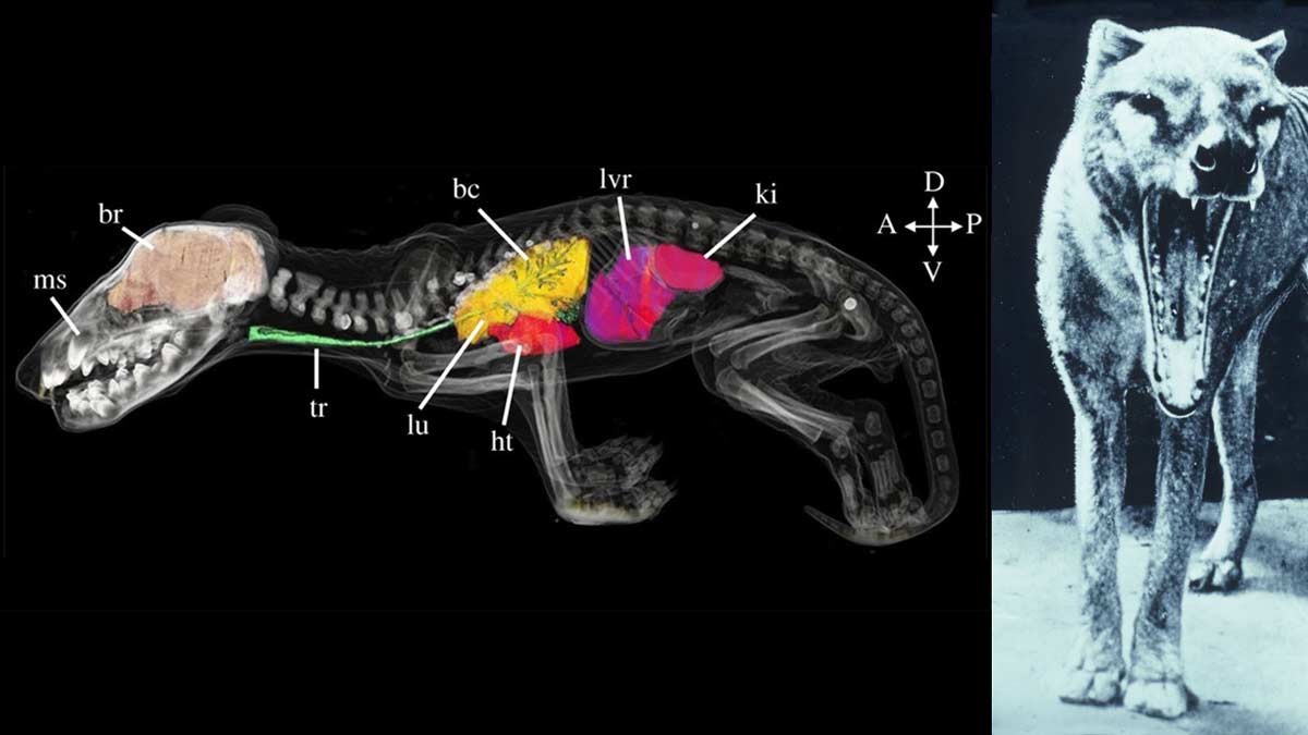 Image of CT scan of Thylacine pouch young and historic pic of tiger