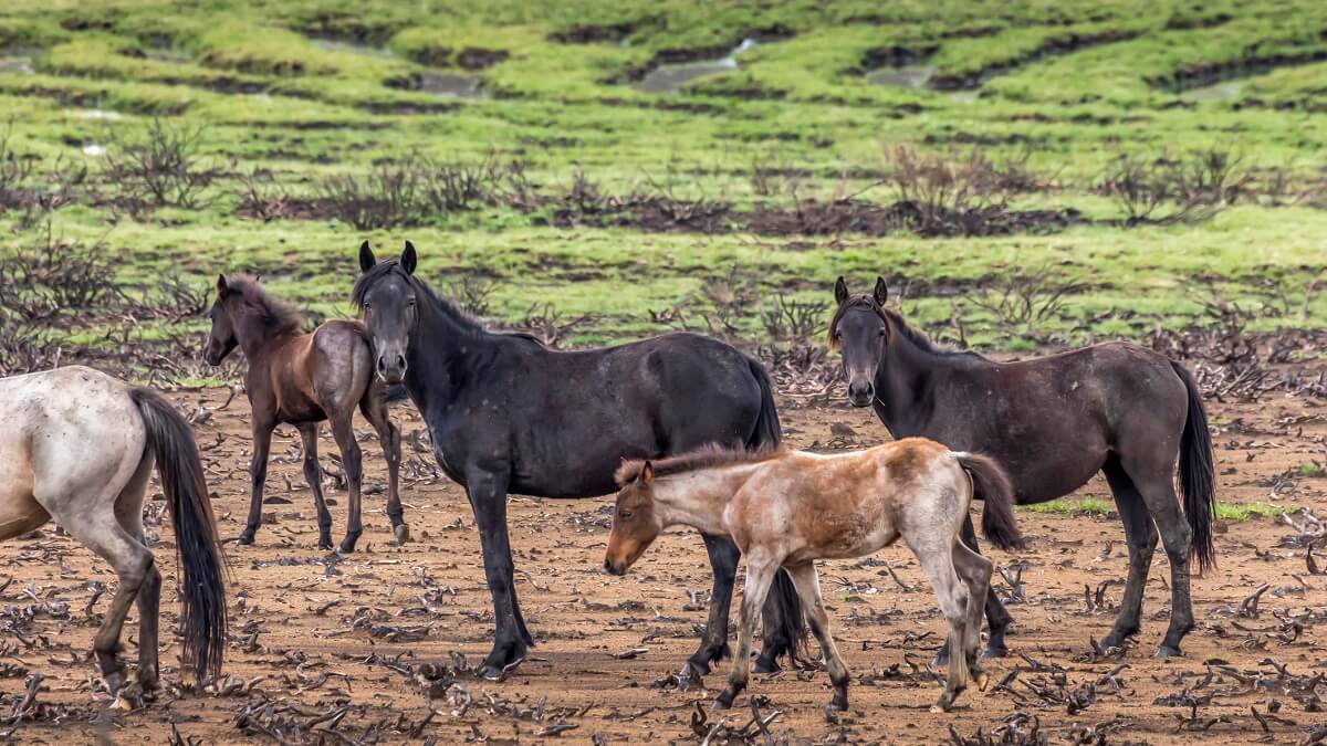 A herd of wild horses in Kosciuszko National Park.