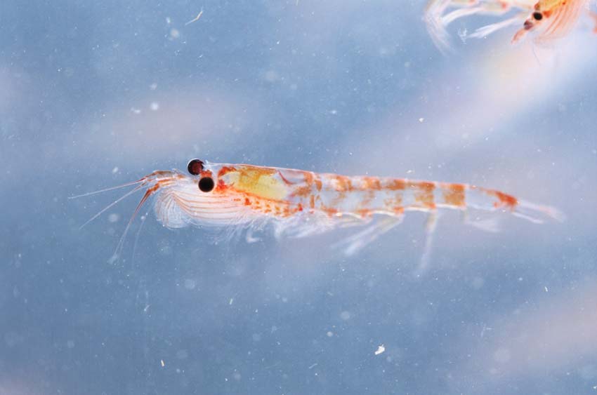 Closeup phtoography of an antarctic krill