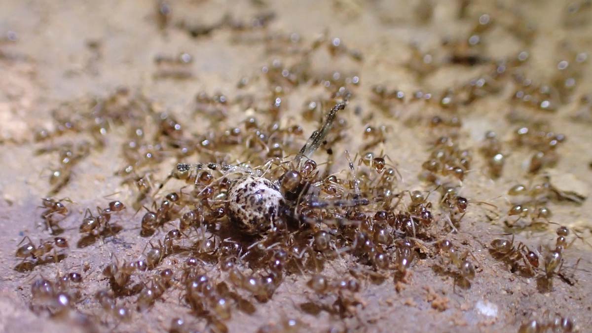 a swarm of tawny crazy ants on a spider