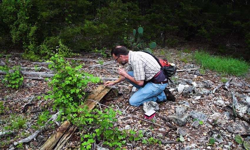 A middle-aged white man kneeling in a forest collecting a sample of crazy ants from a log on the ground