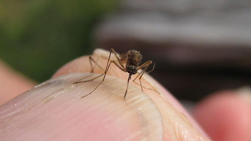 Photograph of culex annulirostrus a mosquito that can spread japanese encephalitis on a human fingernail