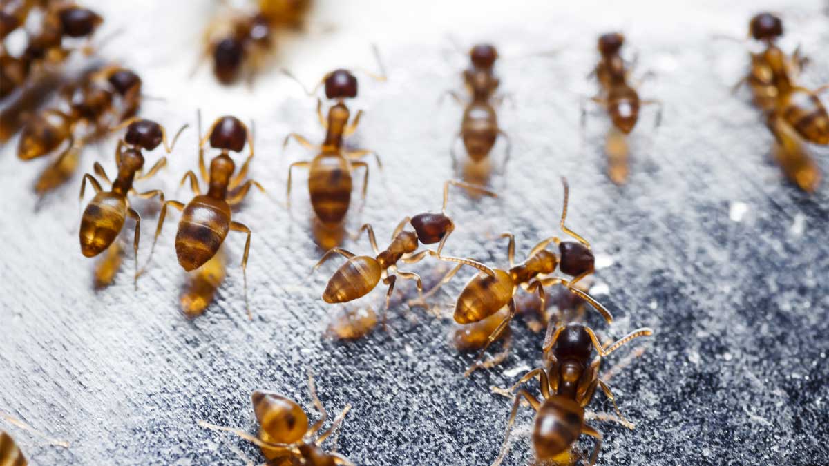 fire ant raft concept closeup photograph of fire ants Solenopsis invicta
