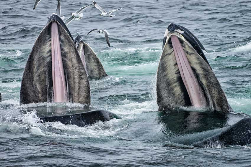 Baleen whales concept three humpback whales with their mouths open showing the baleen instead of teeth